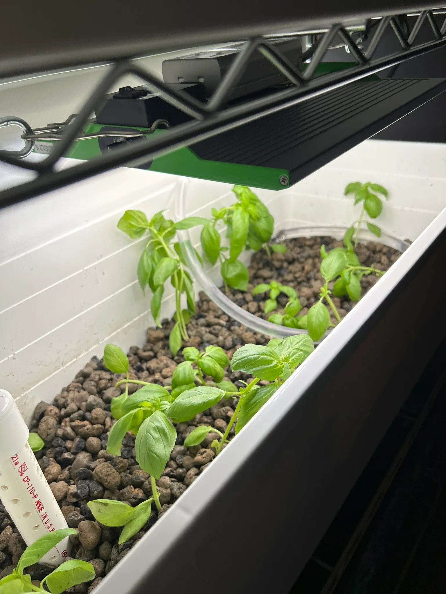 Initial photo of basil plants