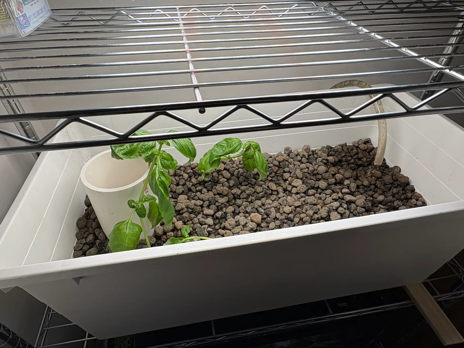 Basil plants