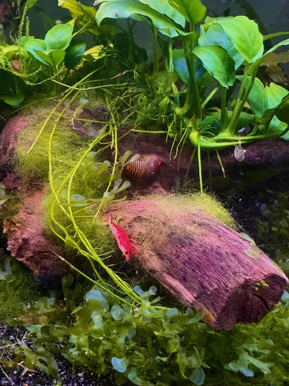 Snail and shrimp