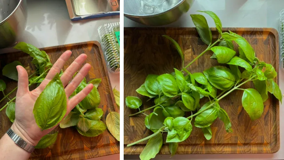 Harvested basil