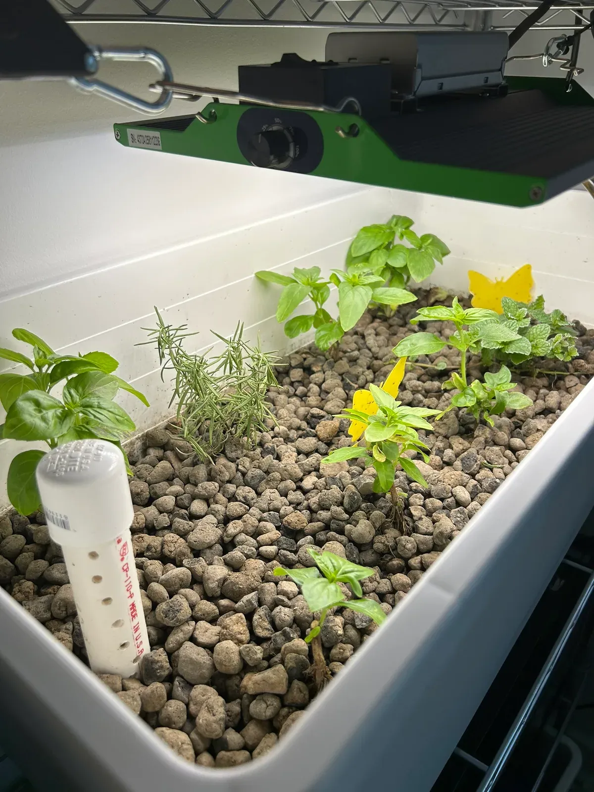 Herbs in a grow bed