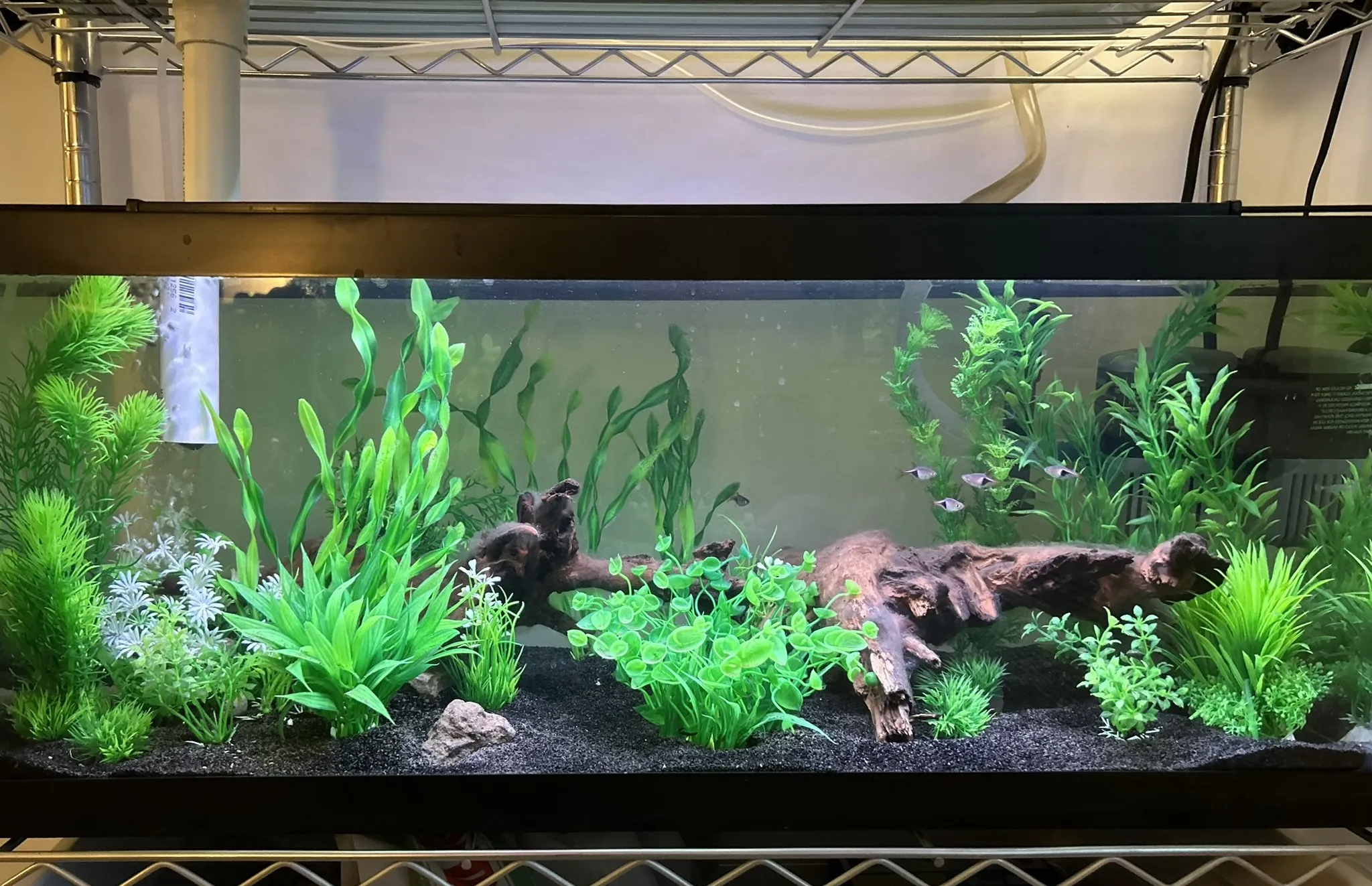 Plants and decor inside the tank