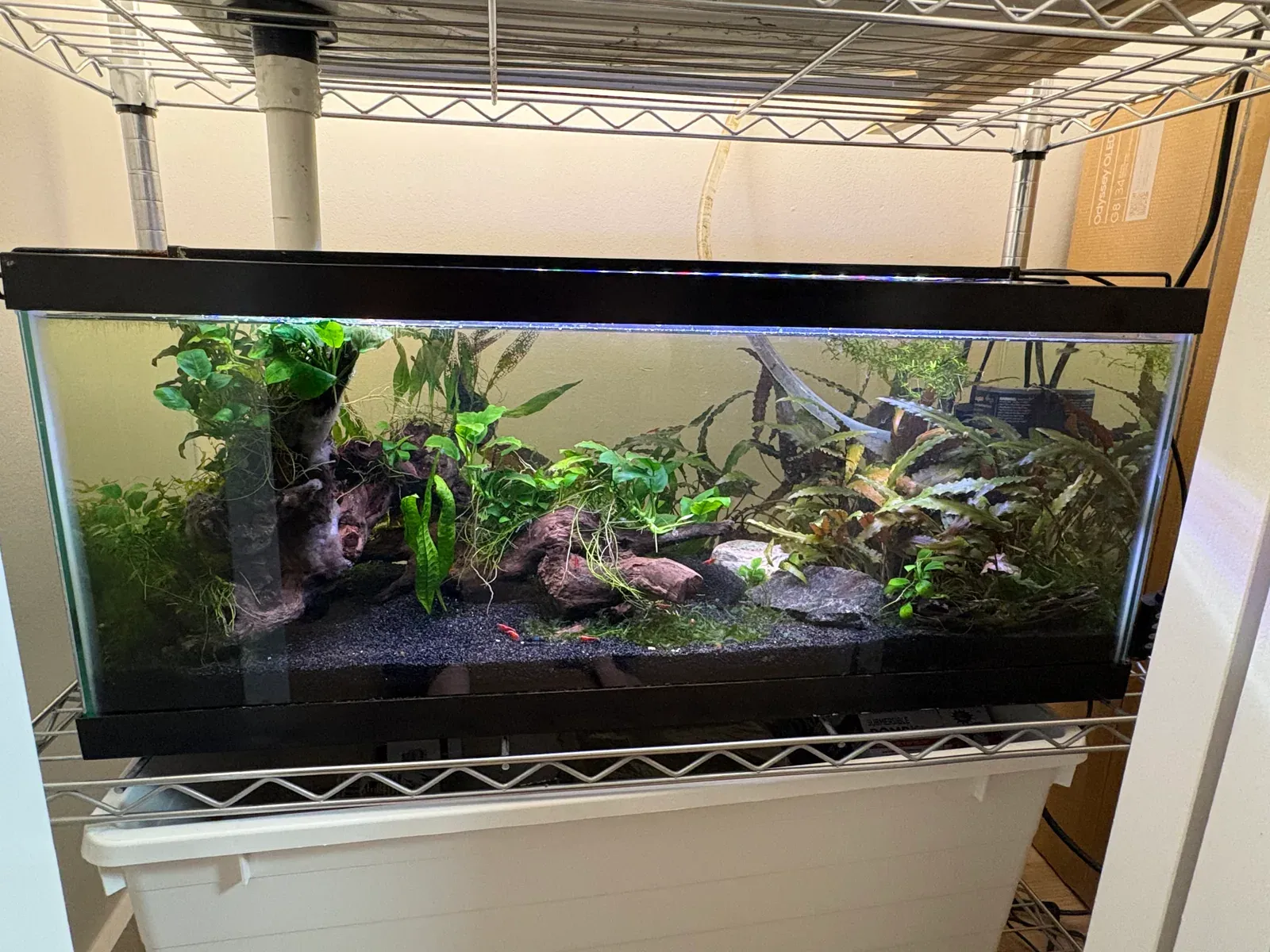 Plants and decor inside the tank