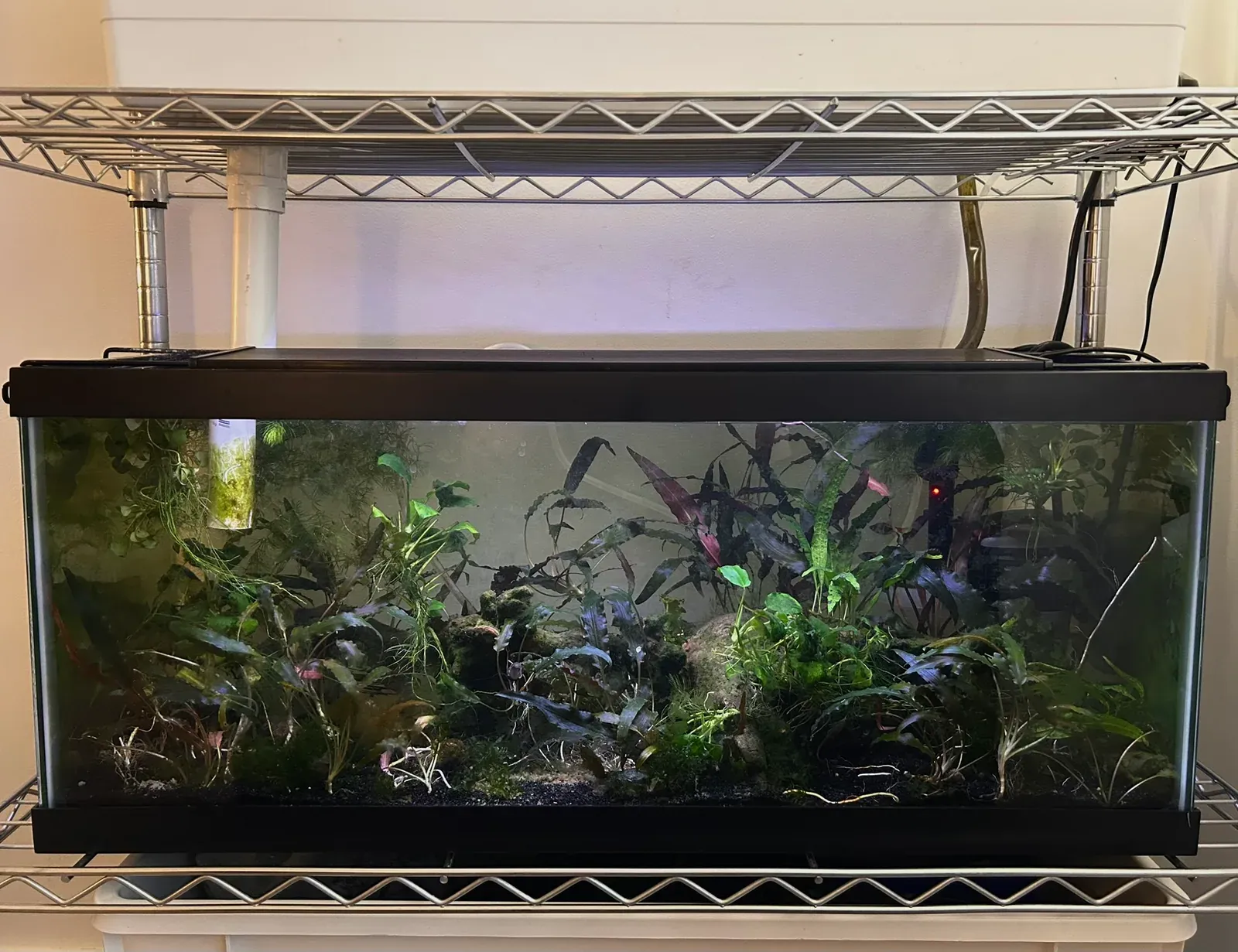 Aquatic plants in the tank