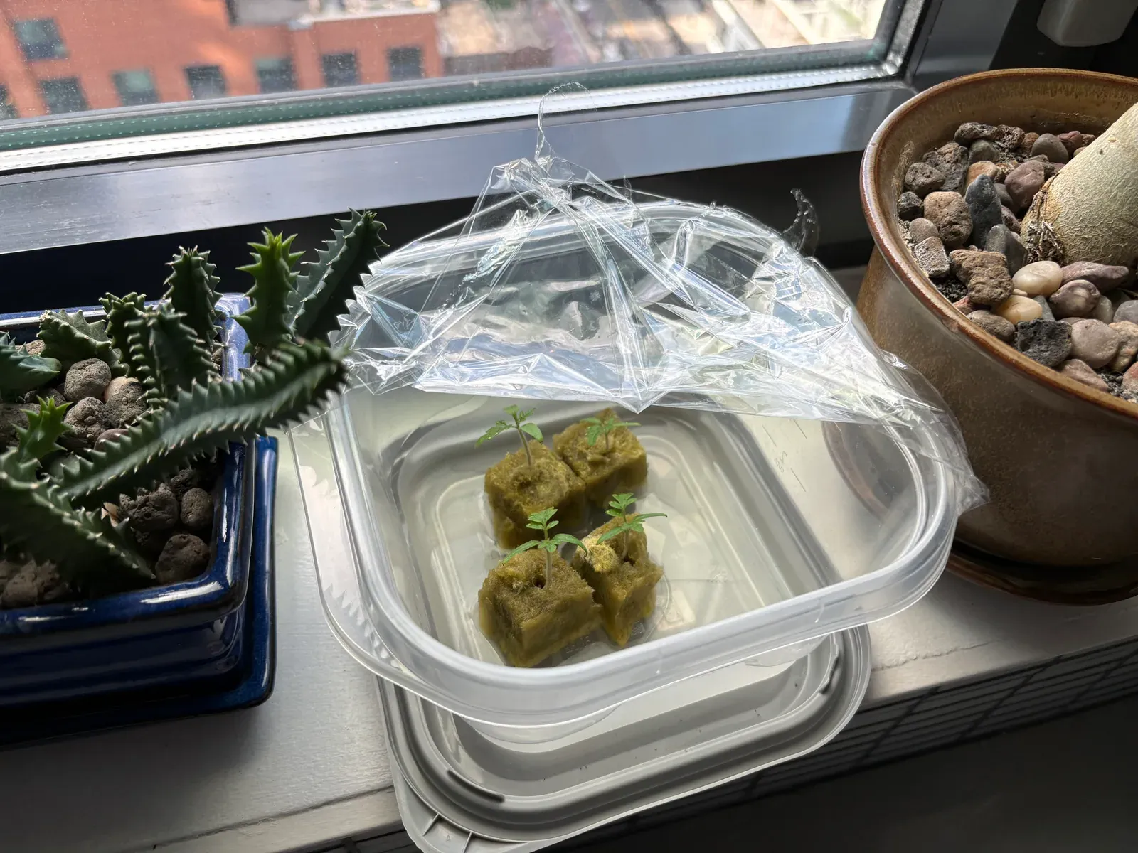 Seedlings in rockwool